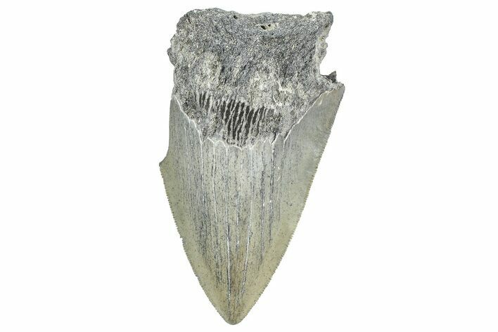 Bargain, Fossil Megalodon Tooth - Serrated Blade #343444